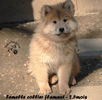 chiot eurasier