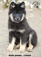 chiot eurasier