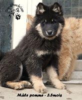 chiot eurasier