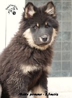 chiot eurasier