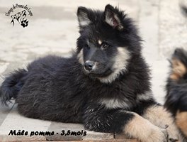 chiot eurasier