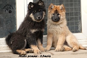 chiot eurasier