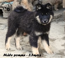 chiot eurasier