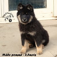 chiot eurasier