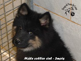 chiot eurasier