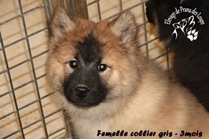 chiot eurasier