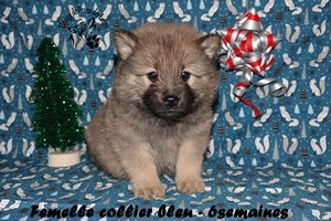 chiot eurasier