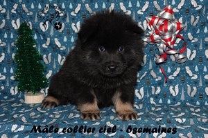 chiot eurasier