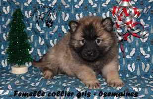 chiot eurasier