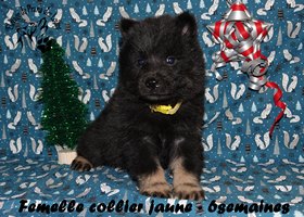 chiot eurasier