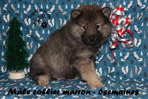 chiot eurasier