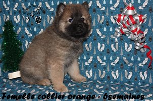 chiot eurasier