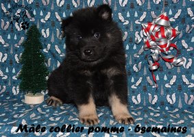 chiot eurasier