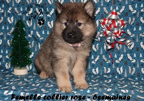 chiot eurasier