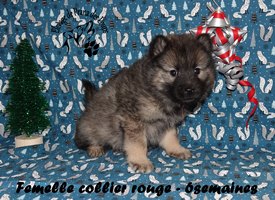 chiot eurasier