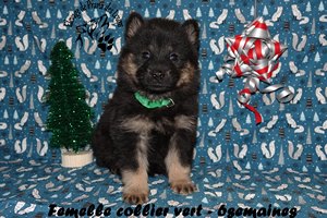 chiot eurasier