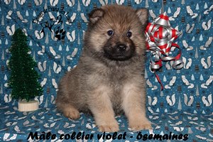 chiot eurasier