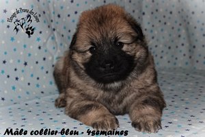 chiot eurasier