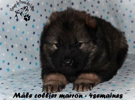 chiot eurasier