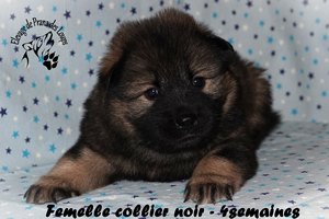 chiot eurasier