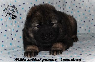 chiot eurasier