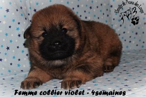 chiot eurasier