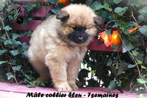 chiot eurasier