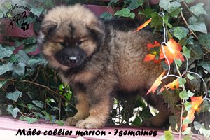 chiot eurasier