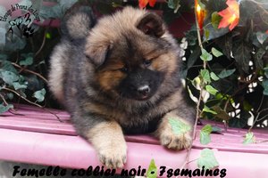 chiot eurasier