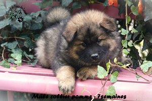 chiot eurasier