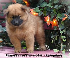 chiot eurasier