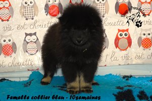 chiot eurasier