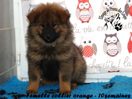 chiot eurasier