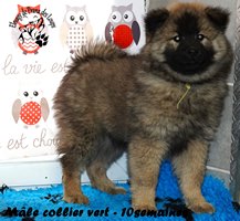 chiot eurasier