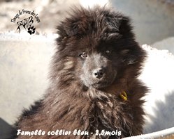 chiot eurasier