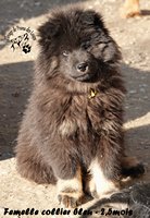 chiot eurasier