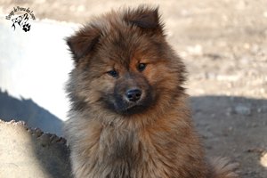 chiot eurasier