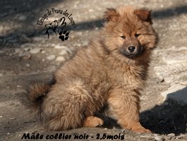 chiot eurasier