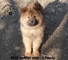 chiot eurasier