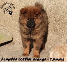 chiot eurasier