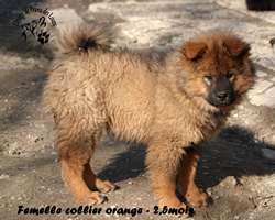 chiot eurasier