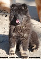 chiot eurasier