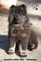 chiot eurasier