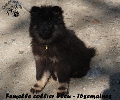 chiot eurasier