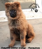 chiot eurasier