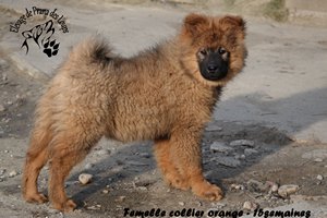 chiot eurasier