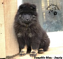 chiot eurasier