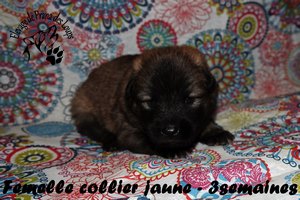 chiot eurasier