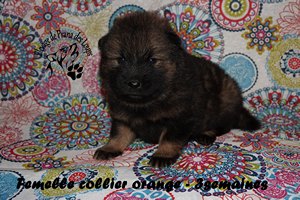 chiot eurasier