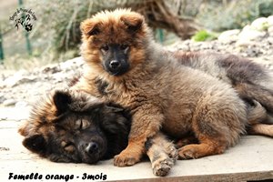 chiot eurasier